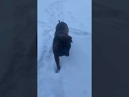 Bullmastiff Tonka is Extra! #bullmastiff #campdog #bulldog #hankwilliamsjr #mastiff #puppy #snow