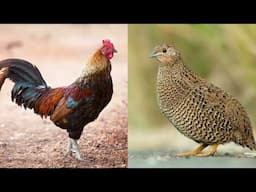 Chicken Vs Quail | Poultry | Differences