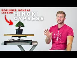 Beginner Bonsai Lesson - Hinoki Cypress Clip-and-Grow Techniques