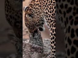 Leopard Cub’s Heartwarming Moment with Mom!