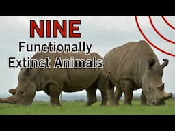 Nine Functionally Extinct Animals | Rhinos, Tigers, Dolphins, and More!