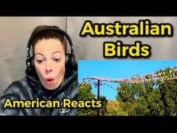 AUSTRALIA’S MOST COMMON BIRDS PART 1 | AMERICAN REACTS