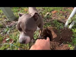 Setting Fence Posts on the Old Single Wide Mobile Homestead