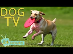 DOG TV: Best Videos to Prevent Boredom for Dogs - Relaxing Music for Dogs When Home Alone