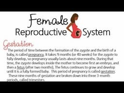 Female Reproductive System:- Gestation/first trimester/second trimester/third trimester