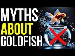 6 Goldfish Beliefs That Are Surprisingly WRONG! | Goldfish Myths