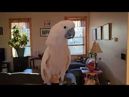 What Makes A Cockatoo Come Running???