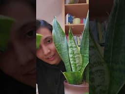 How to propagate sanke plant! #shorts