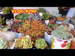 HOW TO KEEP DORMANT SUCCULENTS GROWING IN SUMMER | VLOG #290