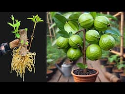 How to grow guava trees from guava cutting with watermelon fruit  - With 100% Success