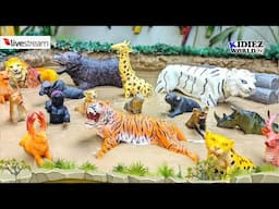 Zoo Animals Learn About Different Habitats | Kidiez World Tv Live Stream