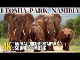 8K HDR Wildlife of Etosha National Park, Namibia | Stunning Nature & Animals Documentary - Episode 1