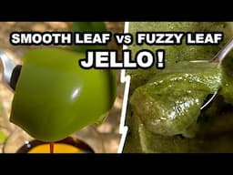 This Plant Magically Turns Into Jelly Without ANY Additives!