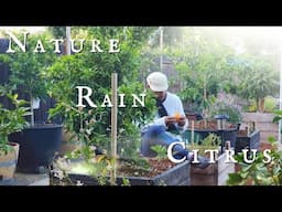 Citrus and Nature Working Together Without Human Intervention