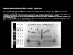 Unexpected Multiple Bands After Plasmid Linearization: Insights on Gel Electrophoresis Results