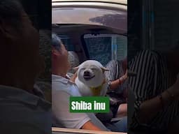 Meet the Shiba Inu!! #shiba #shorts