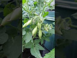 Dwarf Tomato #organicgarden #viralvideo #viralshort #tomato #nature #organicgardening #fruit #tomato