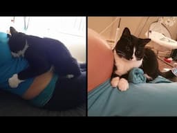 Cat Won't Stop Cuddling With Pregnant Owner's Belly!