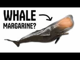 Why we killed 3 million whales (in the 20th century)