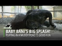 Baby Bani's Big Splash!