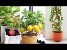 10 loại cây trồng hoàn hảo để làm vườn trong nhà | 10 Perfect Plants for First-Time Indoor Gardeners