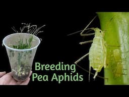 Culturing Aphids as Feeder Insects