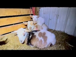 Coldest Ohio winter in 10 years! Stacking goats to keep them warm! Prepping the goat barn!