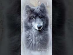 ~ BEAUTIFUL BLUE WOLF DOG ~ #bluewolf #bluewolfdog #wolf #wolfdog #christmas