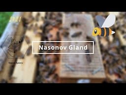 Honey Bee Nasonov Gland | What does a honey bee Nasonov look like?