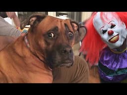 Funny Cats and Dogs Scared Of Halloween - Try Not To Laugh 😂 | Cool Pets