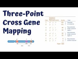 Three-point cross Gene Mapping || 4K Animation