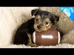 Best Dog Breeds to Watch Sports With!