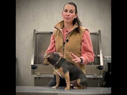 Sabine Presents Her Favorite Grooming Table: The Groom-X Jumbo Salon Table! 🐾✨