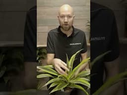 Dracaena pest check 🦠🪴 #plants #houseplants #indoorplants #flowers #pests @SwedishPlantguys