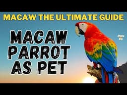 MACAW Parrot As Pet | Watch this before getting a Macaw | MACAW the Ultimate Guide | Pets and Us