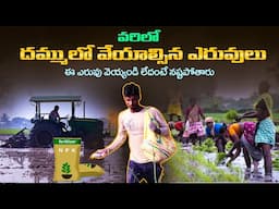 varilo modati dafa eruvula yajamanyam | Agriculture | Rice Cultivation | N P K Fertilizer Dose paddy