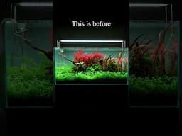 Amazing underwater transformation! #rescape  #aquascaping #aquascape #aquarium #plantedtank