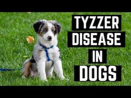 Tyzzer Disease In Dogs: Symptoms, Causes, &Treatments