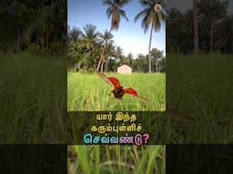 🐞 கரும்புள்ளிச் செவ்வண்டு vs அசுவினி 🌱 MudPot Channel