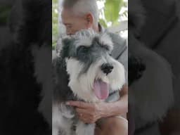 Schnauzer Splendor Revealed: Unlocking the Allure and Charisma of this Magnificent Breed!