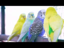 Budgie's Incredible Calling Sounds to Brighten Your Day!!!