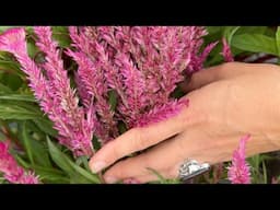 New Celosia Variety