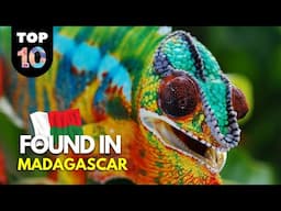 10 UNIQUE Animals Found in Madagascar 🇲🇬