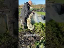 Knotting Covers #cropcovers #fleece #growyourownfood