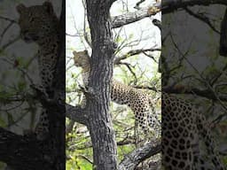 BEAUTIFUL female leopard in a tree in Kruger Park #wildlife #animalplanet #leopard