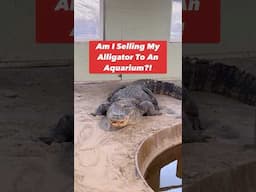 Am I Selling My Alligator To An Aquarium?! 🤔🐊#shorts #alligator