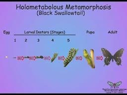 04-Growth-Metamorphosis