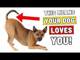 9 SECRET Dog Tail Signs (I Bet You Don’t Know them All!)