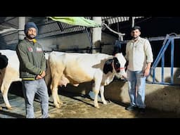 🔴Live🔴 from Sahib Dairy Farm,, Call- 95180 55688