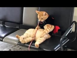 New Funny Cat and Dog Videos 😹🐶 Funniest Animals 🤣